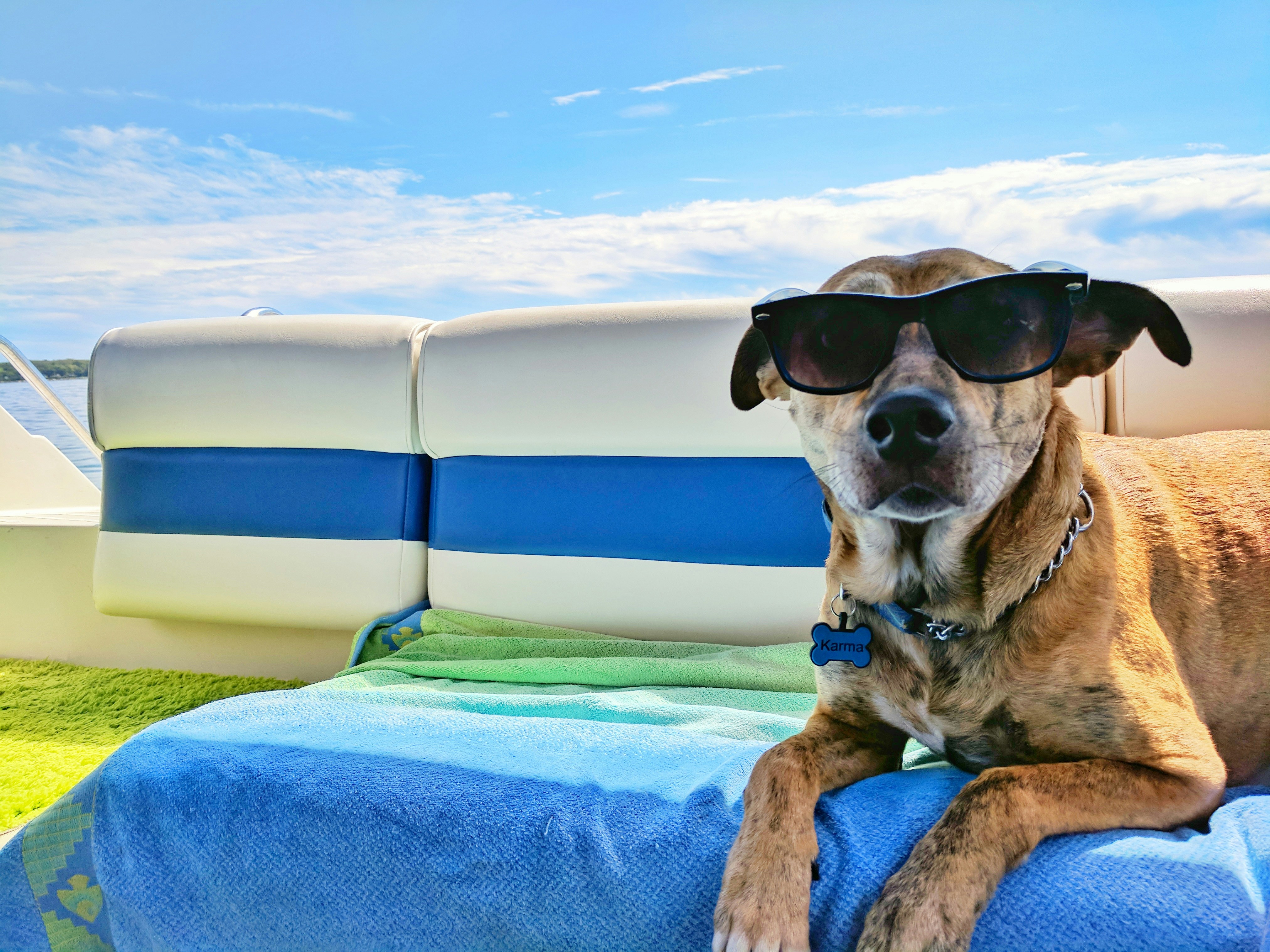 image of a dog wearing sunglasses as Valley Vet Care discuss their Summer Pet Safety Tips