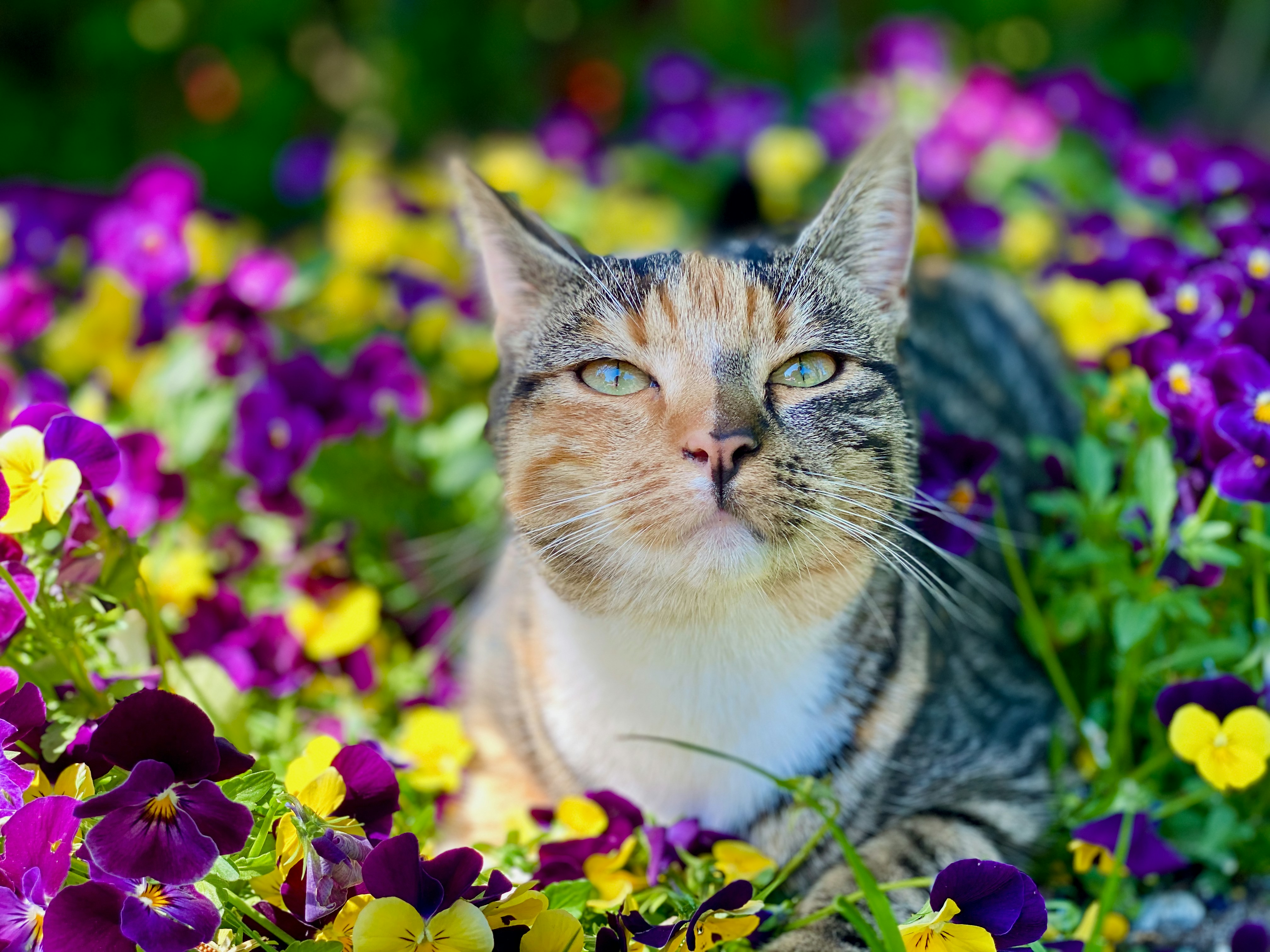 Image of a cat surrounded by flowers as Valley vet Care discuss Summer Pet Safety Tips