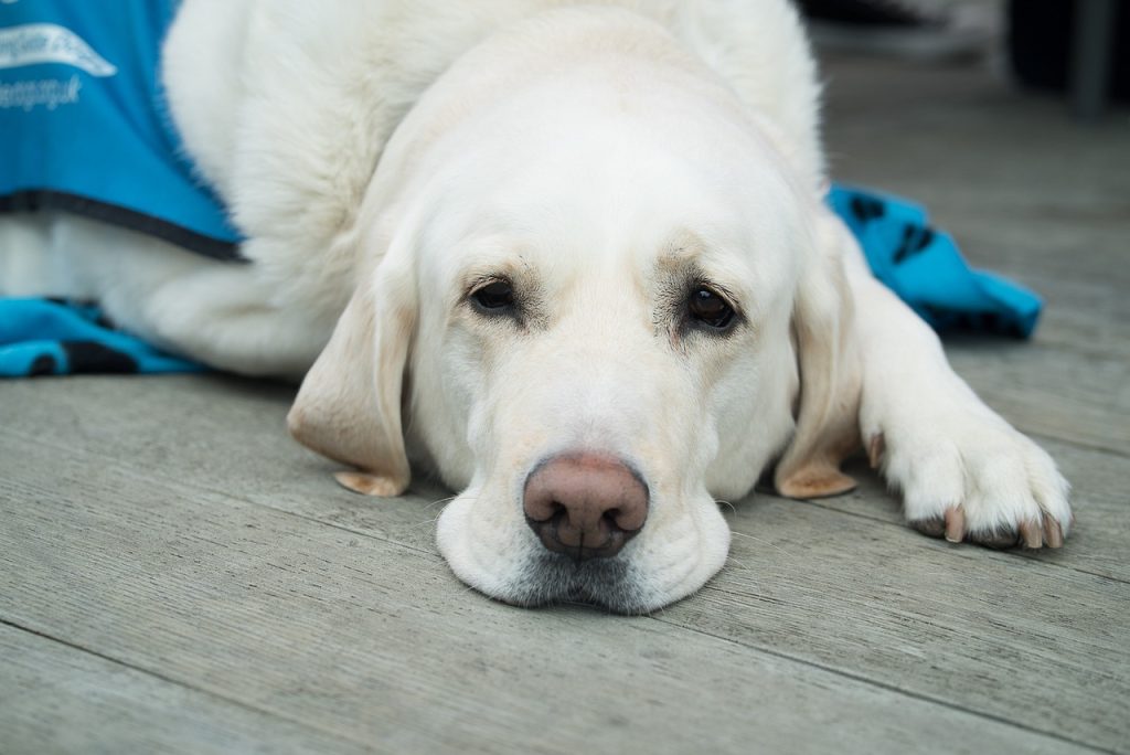 an image of a cream coloured dog