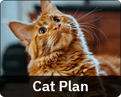 The Cat Plan