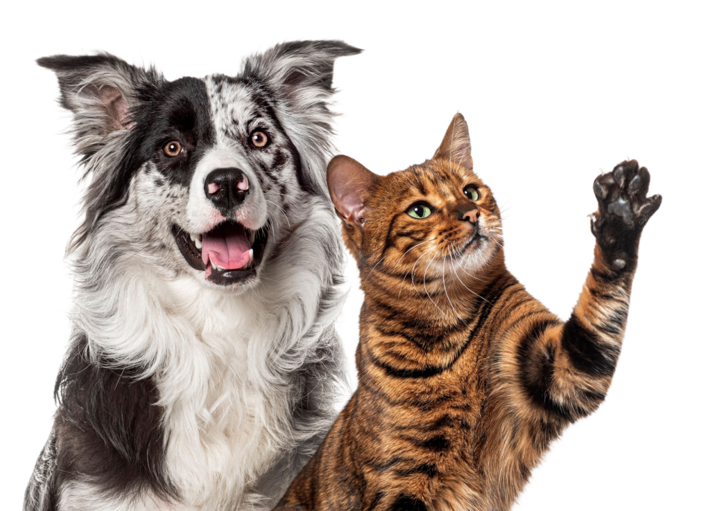 Image of dog and cat to illustrate Valley Vetcare website